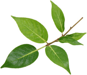 A branch of green tea leaves, glossy and vibrant