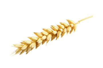 One stalk of wheat isolated on transparent or white background, png