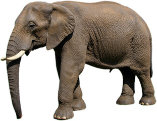 Obraz premium Elephant in profile, showcasing its immense size, textured skin