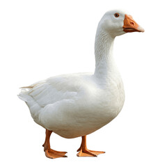 Fototapeta premium White domestic goose isolated on transparent background, png
