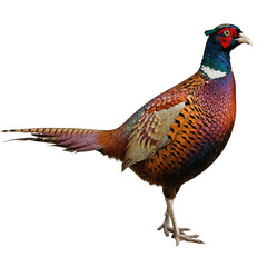 Male european common pheasant phasianus colchicus isolated on transparent background, png