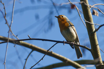 European robin (Erithacus rubecula) sitting on a tree branch in Zurich, Switzerland
