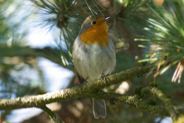 European robin (Erithacus rubecula) sitting on a tree branch in Zurich, Switzerland