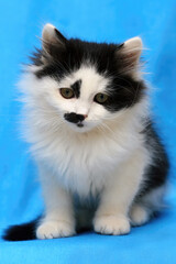 Obraz premium Tiny black and white kitten displaying distinctive facial markings, perching playfully against bright blue background, radiating youthful charm and wide eyed wonder