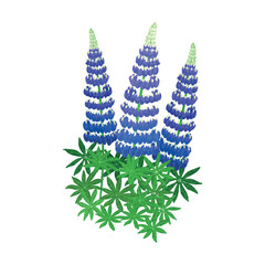 Vector Colorful Illustration of Lupine Flowers Isolated on White Background