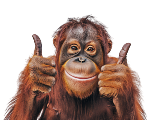 cheerful orangutan giving thumbs up gesture, showcasing friendly and playful demeanor. vibrant fur and expressive face highlight animal intelligence and charm, making it engaging subject