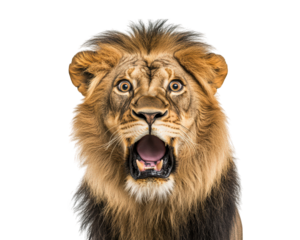 shocked lion with its mouth wide open, displaying fierce expression and vibrant mane, captures attention with its intense gaze and powerful presence