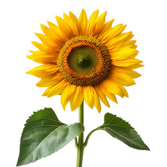 Obraz premium A beautifully detailed sunflower illustration with vibrant yellow petals and green leaves. Perfect for floral designs, nature themes, and botanical art | transparent png
