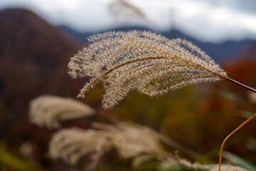 秋の里山風景