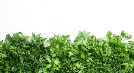 Obraz premium Fresh green parsley leaves, both curly and flat-leaf varieties, are arranged in a lush row against a clean white background. The vibrant, crisp texture highlights their natural beauty and freshness.