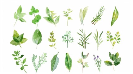 Charming Hand - Drawn Vector Watercolor Set: Herbs, Wildflowers, and Spices for a Rustic Touch