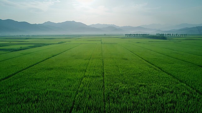 Densely packed rice paddy field in China with farmers planting high yield hybrid rice to produce more food per hectare illustrating intensive farming