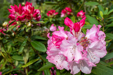 Fototapeta premium In Nagai Botanical Garden in Osaka, a closeup of a vibrant pink rhododendron, its petals delicately layered. 