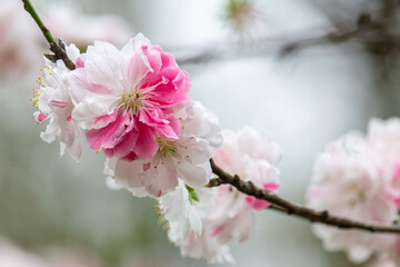 Cherry blossoms showcasing their blend of pink and white petals in Nagai Botanical Garden in Osaka, Japan. These blossoms, symbolic of spring in Japan.