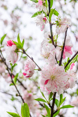 Cherry blossoms showcasing their blend of pink and white petals in Nagai Botanical Garden in Osaka, Japan. These blossoms, symbolic of spring in Japan.