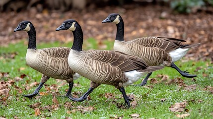 Three Canada geese walking on grass.