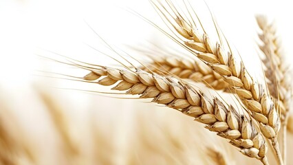 Close-up of mature wheat ears, showcasing golden grains against a blurred, light background. Concept Wheat Ears, Golden Grains, Close-Up Photography, Nature Details, Light Background