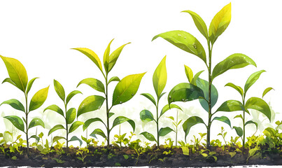 Illustration of matcha tea leaves, harvesting, processing, traditional tools, tea ceremonies, matcha beverages, desserts, and green tea plantations on a white background.