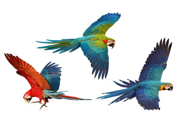 Obraz premium Collage of three macaw parrots flying isolated on transparent background png file