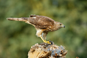 Falcon.
a falcon eating his prey while sitting on a cut tree