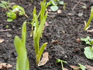 Tulip bud sprouts from the ground with dew, close-up, macro photography, detailed texture of green leaves, and black soil background in the garden or yard. Soft focus backdrop.