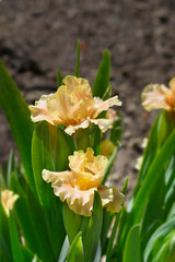 Fototapeta premium Standard Dwarf Bearded Iris Ballet Lesson flowers