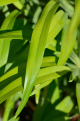 Flax lily leaves