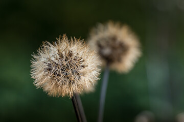 dandelion seed head