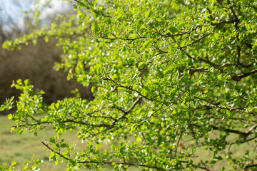  Green background of Lush green tree branches with fresh spring leaves