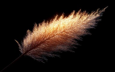 Obraz premium Golden Pampas Grass Backlit Nature Photography