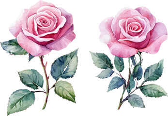 Naklejka premium bouquet of pink roses