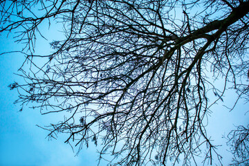 tree branches against blue sky