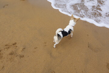 Curious dog watching the ocean waves on the beach