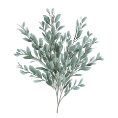 Fototapeta premium Isolated Green Salvia Bush With Silver Leaves On A White or transparent Background.