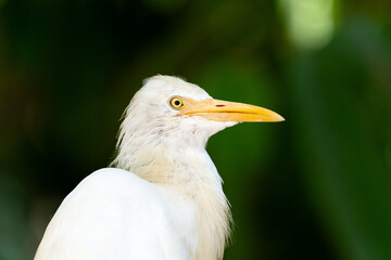 Portrait of a cattle egret. Close up view of a cattle egret