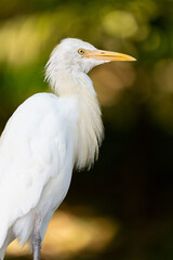 Portrait of a cattle egret. Close up view of a cattle egret