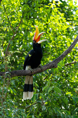 The rhinoceros hornbill (Buceros rhinoceros) is a large species of forest hornbill (Bucerotidae)....