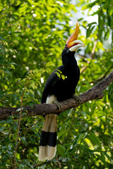 The rhinoceros hornbill (Buceros rhinoceros) is a large species of forest hornbill (Bucerotidae). In captivity it can live for up to 35 years.