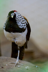 Lady Amherst’s Pheasant (Chrysolophus amherstiae), a stunning bird known for its intricate plumage and vibrant colors.