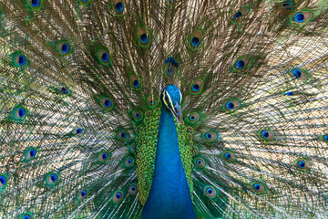 Obraz premium Male peafowl are referred to as peacocks, and female peafowl are referred to as peahens. 