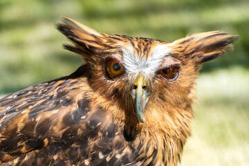 This striking bird is a Buffy Fish Owl (Ketupa ketupu), known for its distinctive ear tufts, piercing gaze, and sharp, curved beak. 