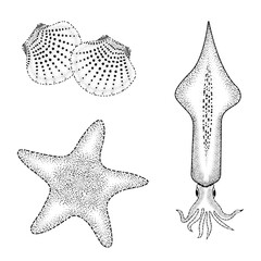 vector illustration of a fish