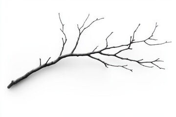 Obraz premium Thin and fragile dried branch with rough uneven surface isolated on white background for nature-inspired art projects