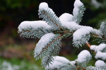  Blue spruce branches (Picea Pungens Glauca Globosa) covered with snow . Closeup photo outdoors.Wintertime, environment, christmas tree .