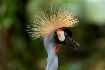 Grey crowned crane..It is found in nearly all of Africa, especially in eastern and southern Africa, and it is the national bird of Uganda.