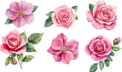 Naklejka premium pink roses on white background