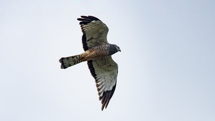 The black meadowlark (Circus cinereus) is a bird of prey from the meadowlark family native to South America.
