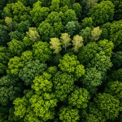 Naklejka premium Close up of fresh green broccoli isolated on white background showcasing its natural texture and health benefits
