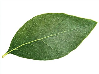 Detailed Green Leaf Isolated on White Background