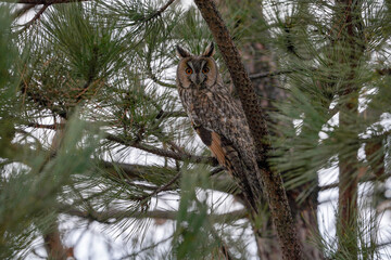 Long-eared Owl bird on the tree